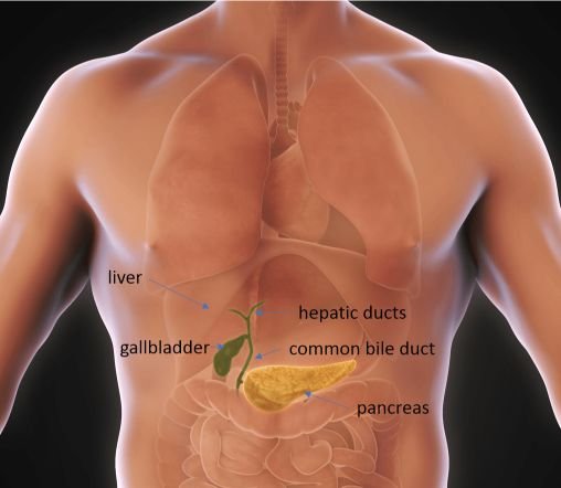 best doctor for gallbladder cancer in gurugram
